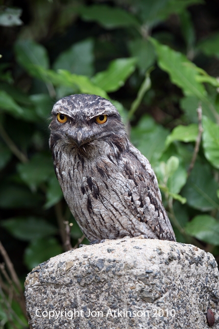 Tawny Frogmouth Tawny Frogmouth